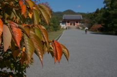 境内の桜は色づきました