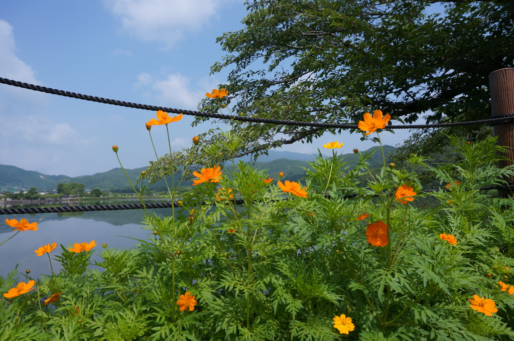 広沢池の花