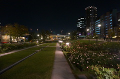 バラ園を夜散歩