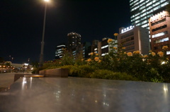 バラ園と夜景