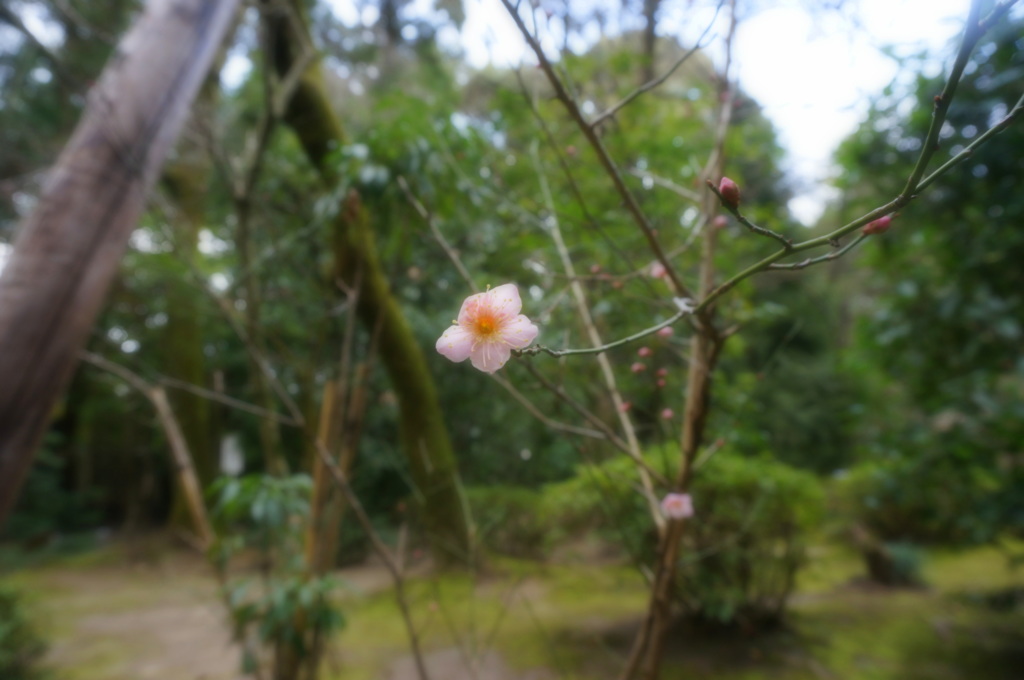 平安神宮の梅