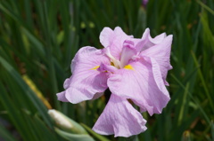 RosePink Iris