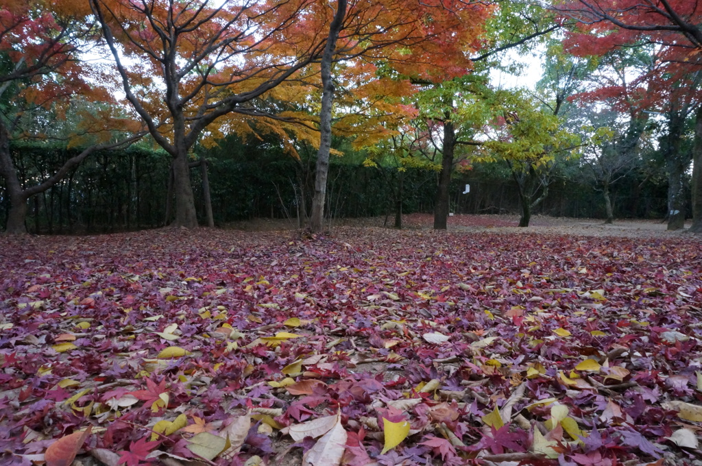 双ヶ岡の北の広場から、ゆっくり紅葉と落ち葉を楽しむ
