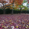 双ヶ岡の北の広場から、ゆっくり紅葉と落ち葉を楽しむ