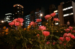 薔薇と夜景
