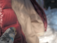 およよ