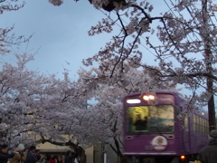 桜と鉄道と鉄道ファン