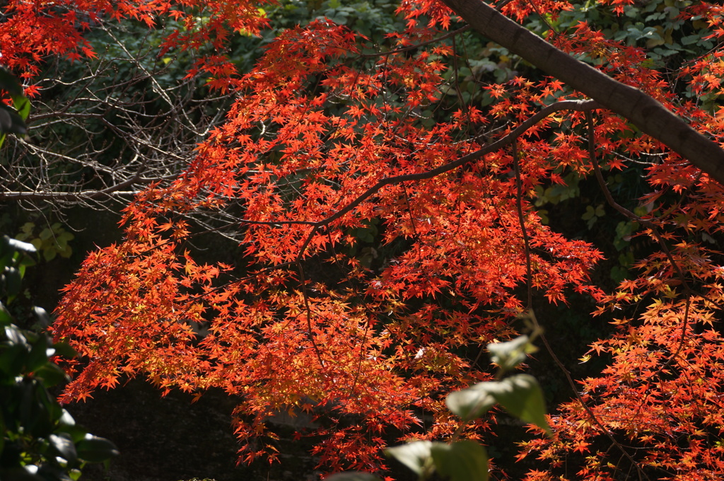 御室川の紅葉