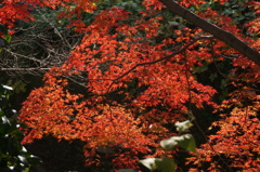 御室川の紅葉