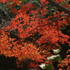 御室川の紅葉