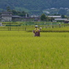 おーい、と声をかけられ