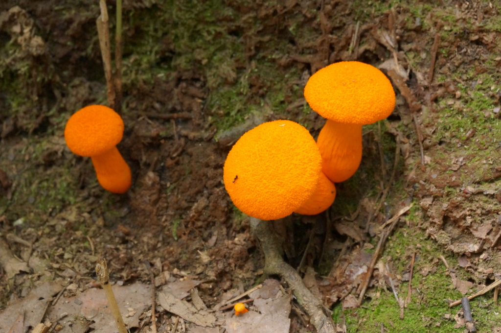 双ヶ岡の生き物
