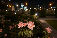 薔薇と夜景