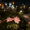 薔薇と夜景