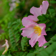 五月の花