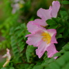 五月の花