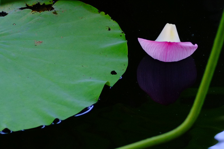 花ボート