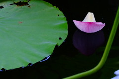 花ボート