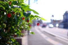 DSCF8970