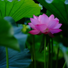 好きな花　好きな色