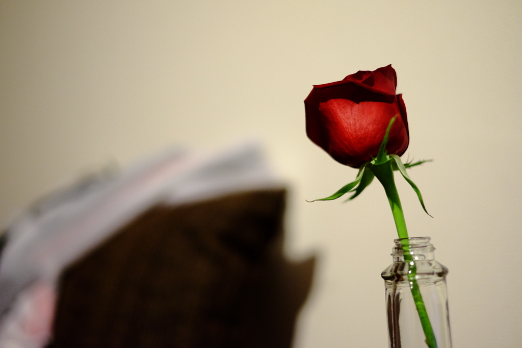 真夜中の薔薇