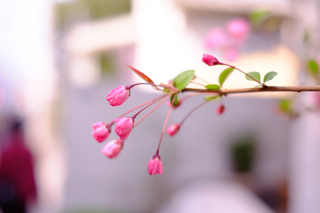 春　春　春