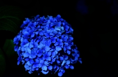 蒼