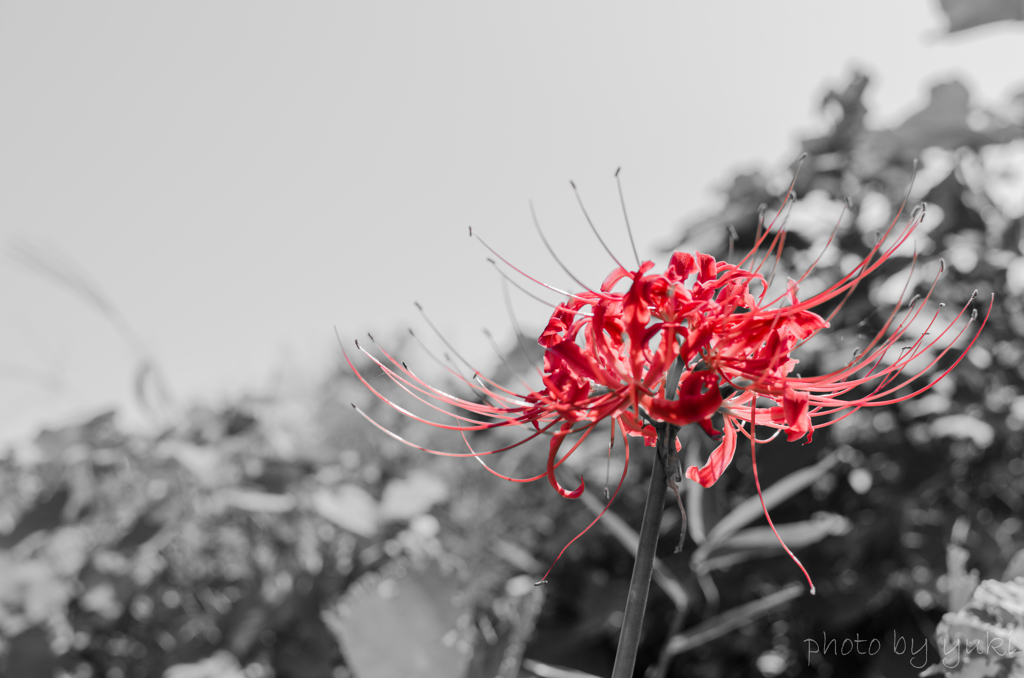 曼珠沙華