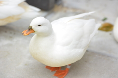 アヒル