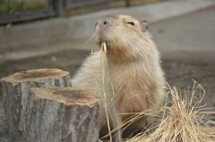 食事中