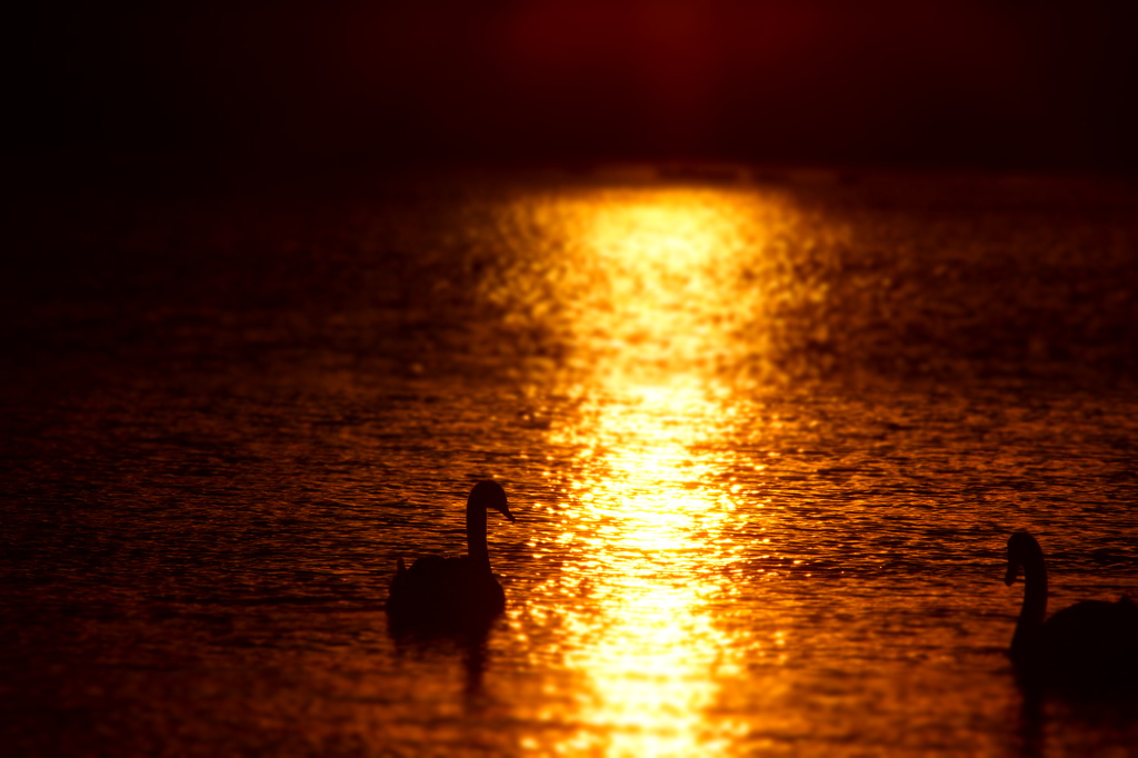 夕日