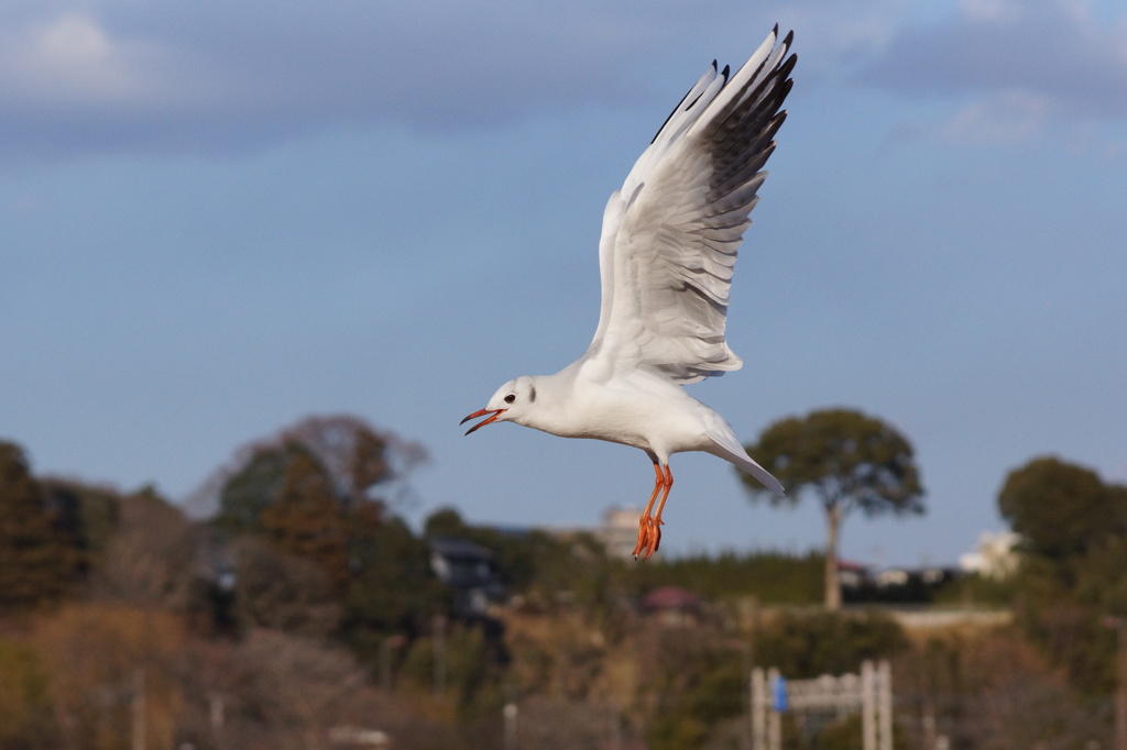 鳥さん