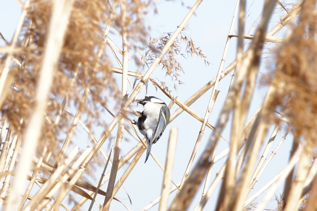 名前がわからない鳥