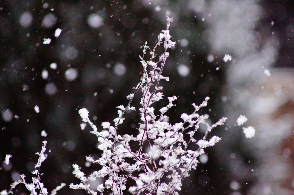 雪化粧