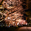 夜桜