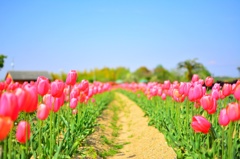 チューリップの花道