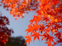 紅葉