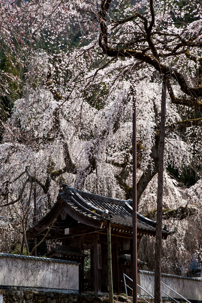 清雲寺しだれ桜