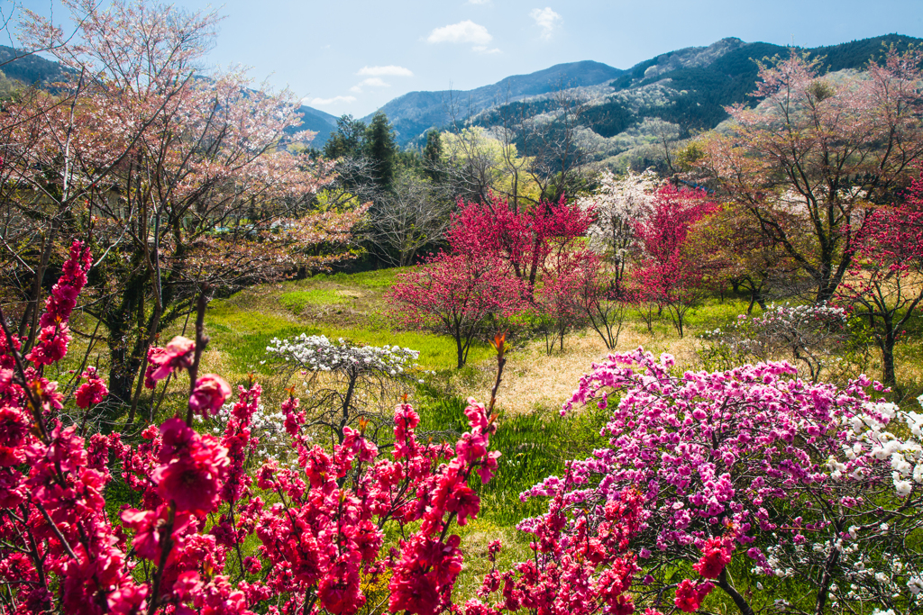 里山の春