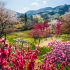 里山の春