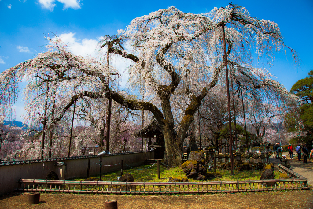 樹齢250年の枝垂れ桜