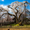 樹齢250年の枝垂れ桜