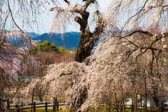 樹齢600年の枝垂れ桜