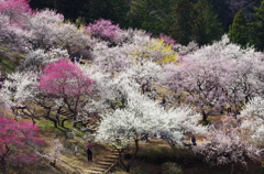 青梅　梅の公園