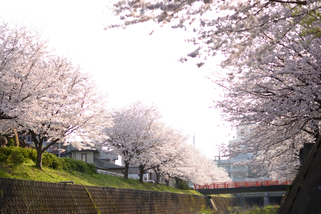 Sakura Road