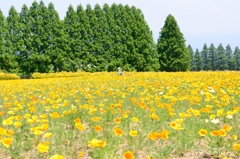 The Yellow Carpet