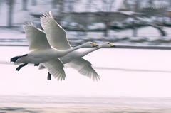 みちのく白鳥達