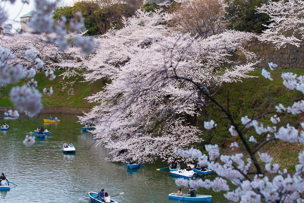 桜の下で