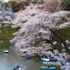 桜の下で