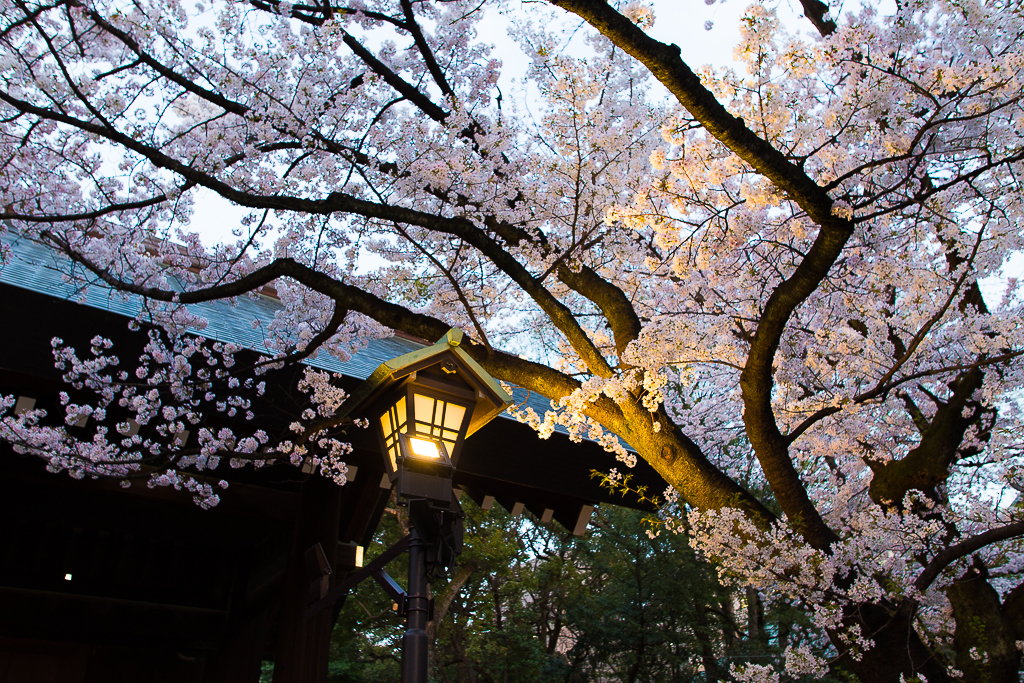 九段の桜